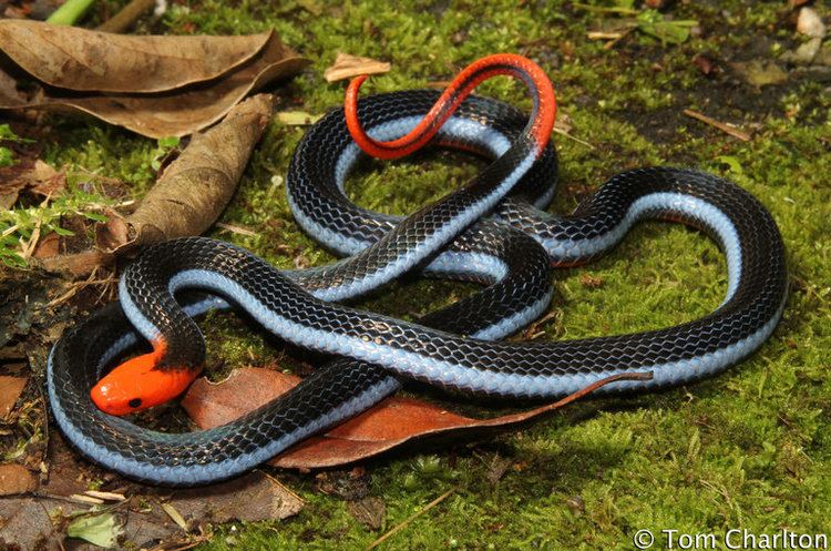 Calliophis bivirgata Blue Malaysian Coral Snake Venomous Deadly Thailand Snakes