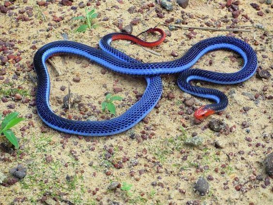 Calliophis bivirgata Blue Malayan Coral Snake Maticora bivirgata syn Calliophis