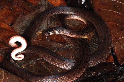 Calliophis nigrescens Calliophis nigrescens Snake Database