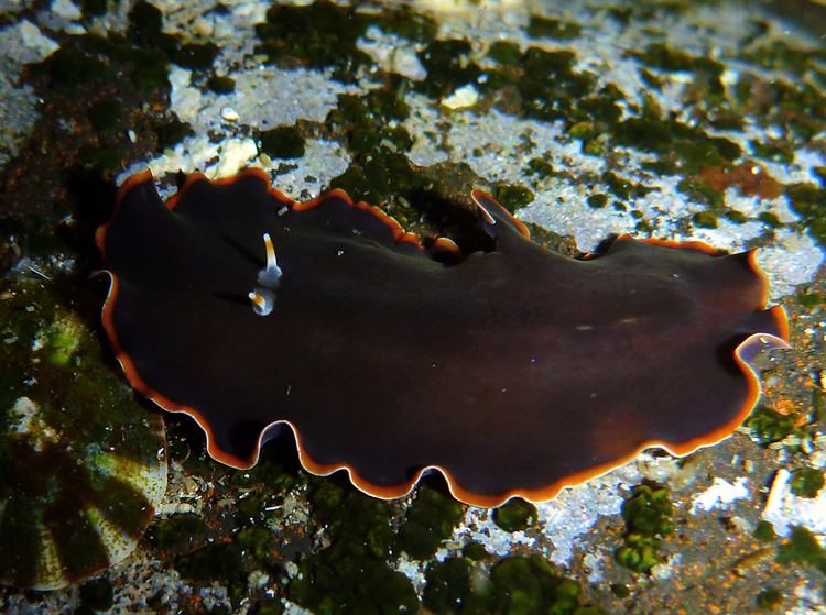 Callioplana