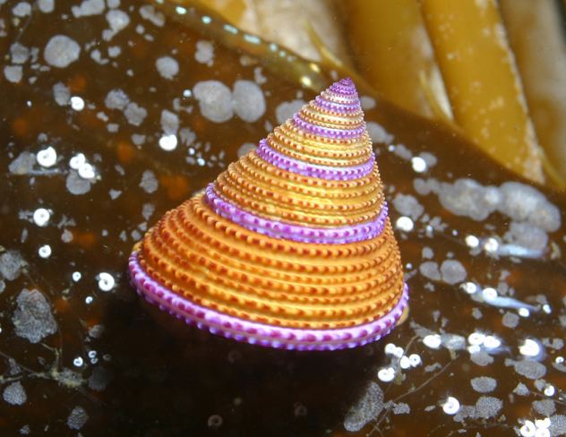 Calliostoma annulatum Would you spend 20 on a snail if it looked this good Calliostoma