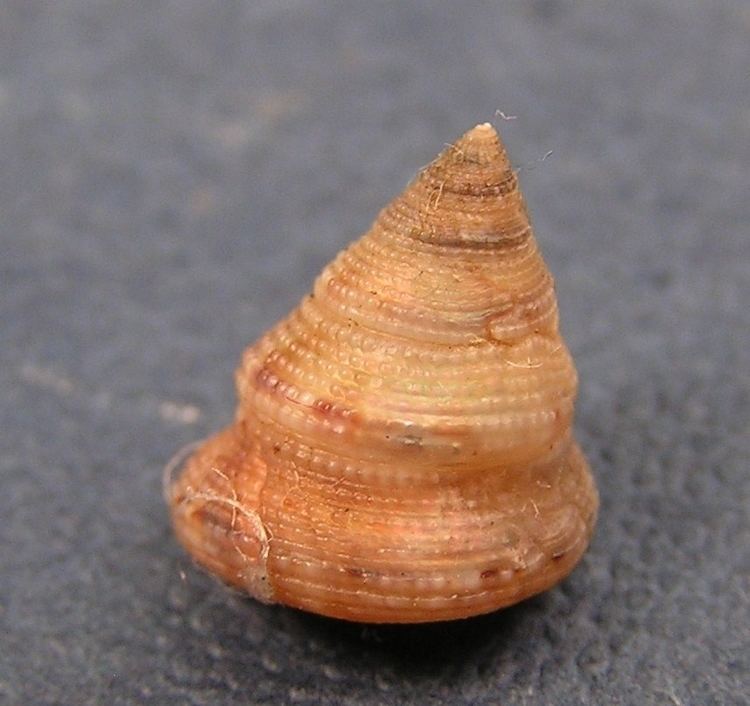 Calliostoma leanum