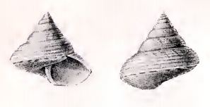 Calliostoma perfragile