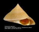 Calliostoma selectum imagesmarinespeciesorgthumbs51955calliostoma