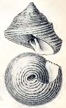 Calliostoma yucatecanum