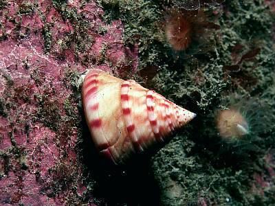Calliostoma zizyphinum Calliostoma zizyphinum Marine Life Encyclopedia