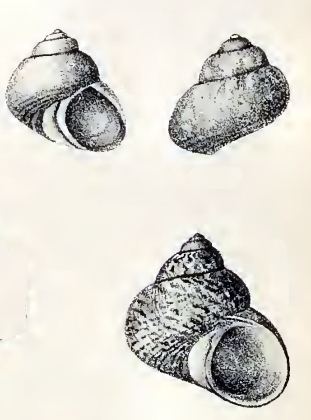 Calliotrochus marmoreus
