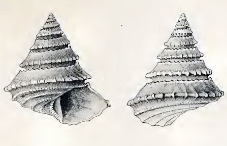Calliotropis pagodiformis