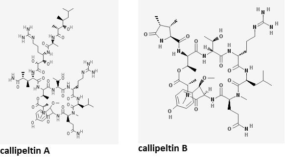 Callipeltin