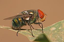 Calliphoridae httpsuploadwikimediaorgwikipediacommonsthu