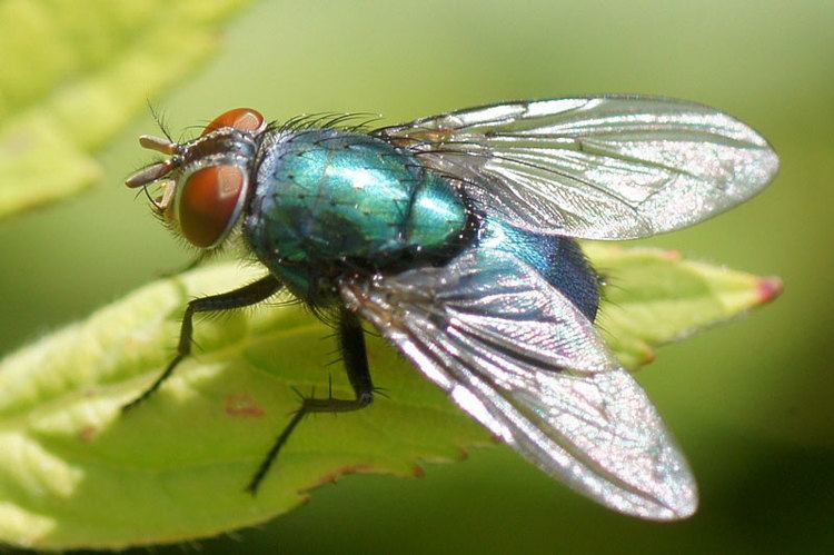 Calliphoridae Blowflies Calliphoridae