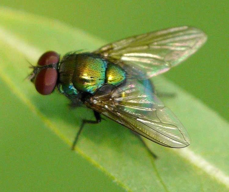 Calliphoridae Calliphoridae Blowflies