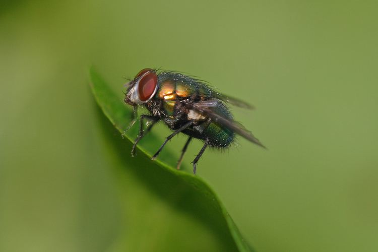 Calliphoridae Diptera Classification The Diptera Site