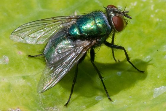 Calliphoridae Blow Fly Calliphoridae Lucilia sericata BugGuideNet
