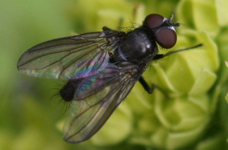 Calliphoridae Blowflies Calliphoridae
