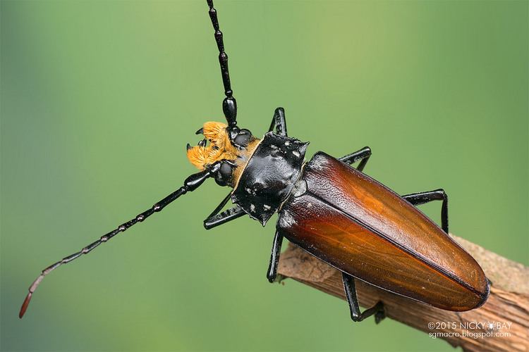 Callipogon Cerambycoidea Forum Belize Callipogon barbatus