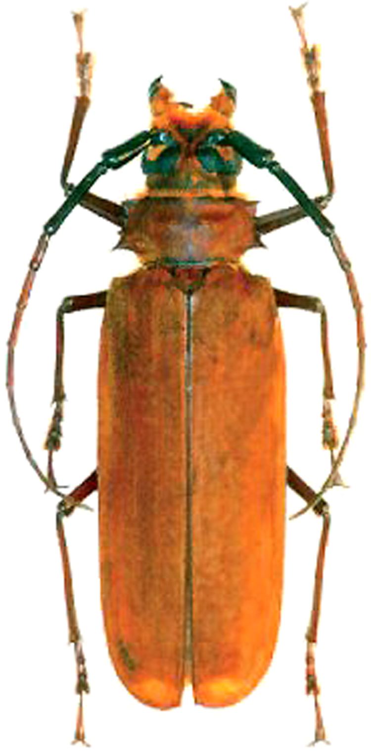 Callipogon Callipogon Orthomegas fragosoi ColeopteraAtlascom