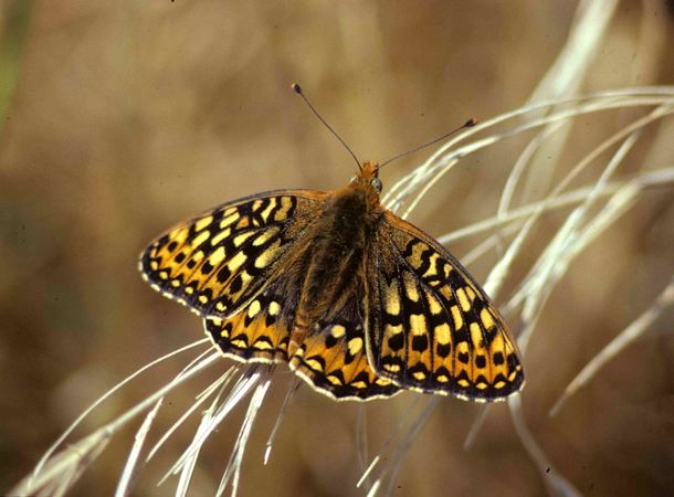 Callippe silverspot butterfly Development Threatens San Bruno Mountain Butterflies Bay Nature