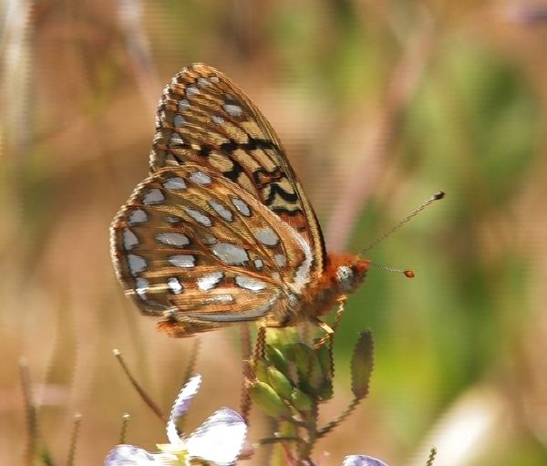 Callippe silverspot butterfly ENDANGERED BUTTERFLIES San Bruno Mountain Watch