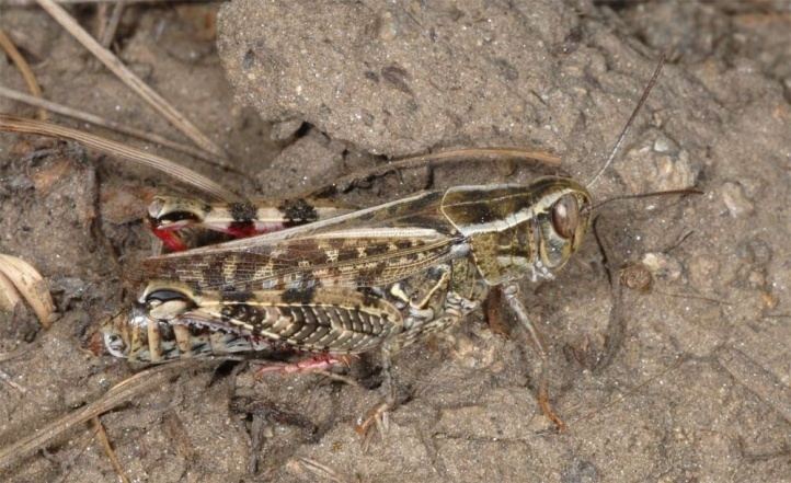 Calliptamus italicus European locusts and their ecology Calliptamus italicus