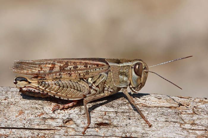 Calliptamus italicus Italian locust Calliptamus italicus Macro in photographyonthe