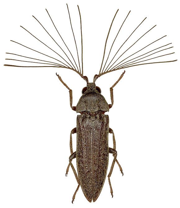 Callirhipidae 