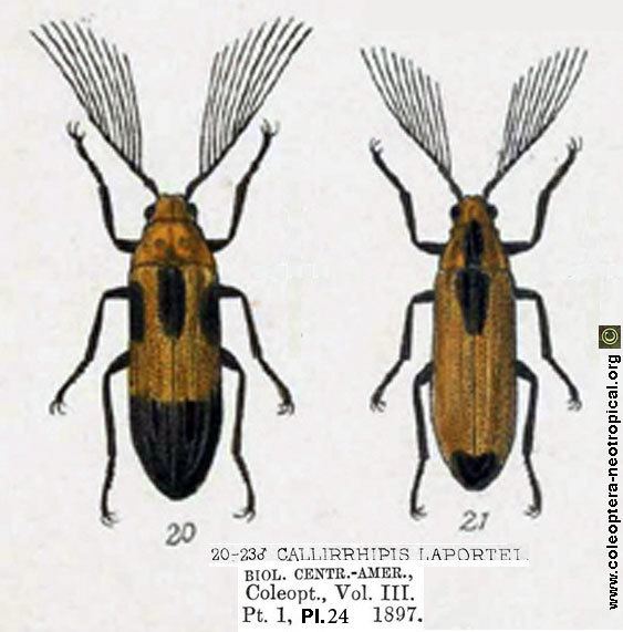 Callirhipidae Simianides laportei Hope 1846