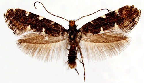 Callisto denticulella Callisto denticulella Insecta Lepidoptera Gracillariidae