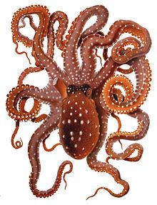 Callistoctopus httpsuploadwikimediaorgwikipediacommonsthu