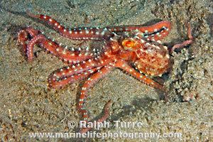 Callistoctopus ornatus wwwmarinelifephotographycommarinemollusksceph