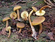Callistosporium luteo-olivaceum httpsuploadwikimediaorgwikipediacommonsthu
