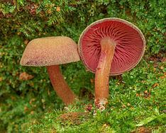 Callistosporium purpureomarginatum httpsuploadwikimediaorgwikipediacommonsthu
