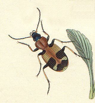Callistus (beetle)