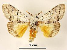 Calliteara farenoides httpsuploadwikimediaorgwikipediacommonsthu