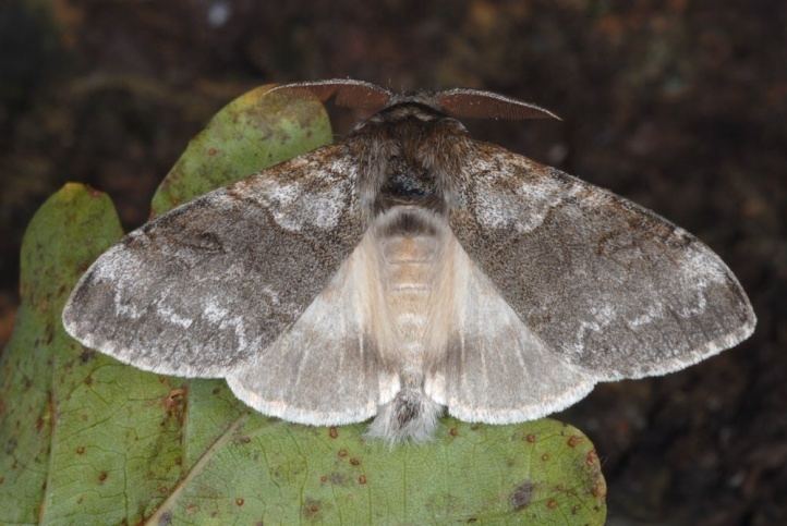 Calliteara pudibunda European Lepidoptera and their ecology Calliteara pudibunda