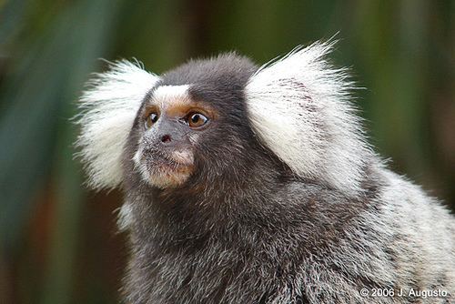 Callithrix Conservationists rally to save the Buffytuftedear Marmoset World