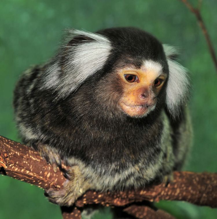 Callithrix 1000 images about Primates New World Common Marmoset Callithrix