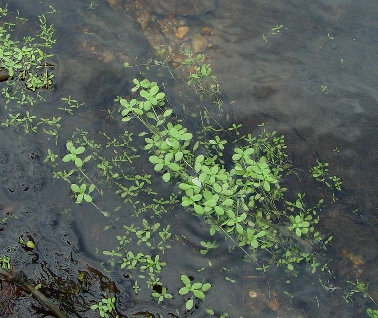 Callitriche stagnalis Callitriche stagnalis pond waterstarwort Go Botany
