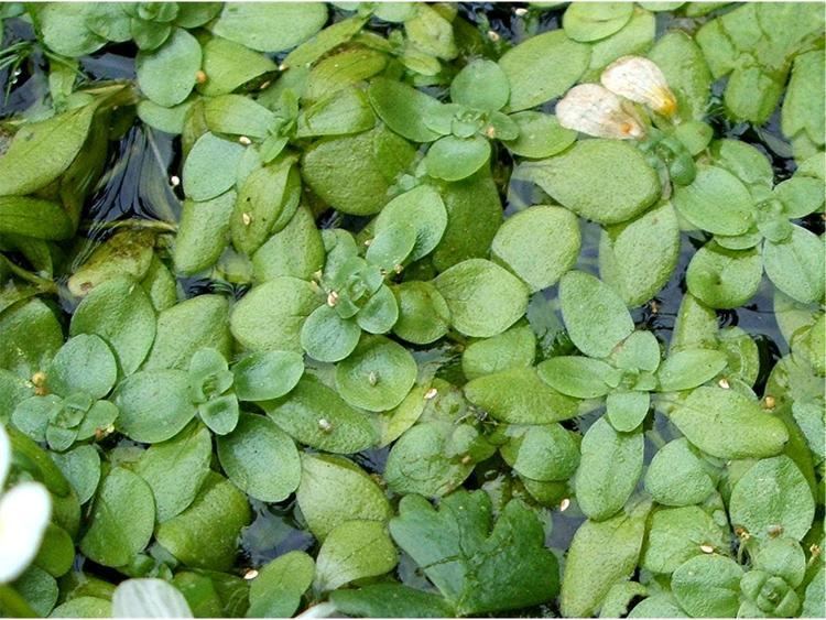 Callitriche stagnalis Common Waterstarwort Callitriche stagnalis NatureSpot