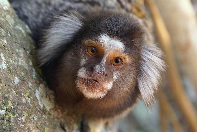 Callitrichidae soim or capuchin monkey Callitrichidae by einsiedler