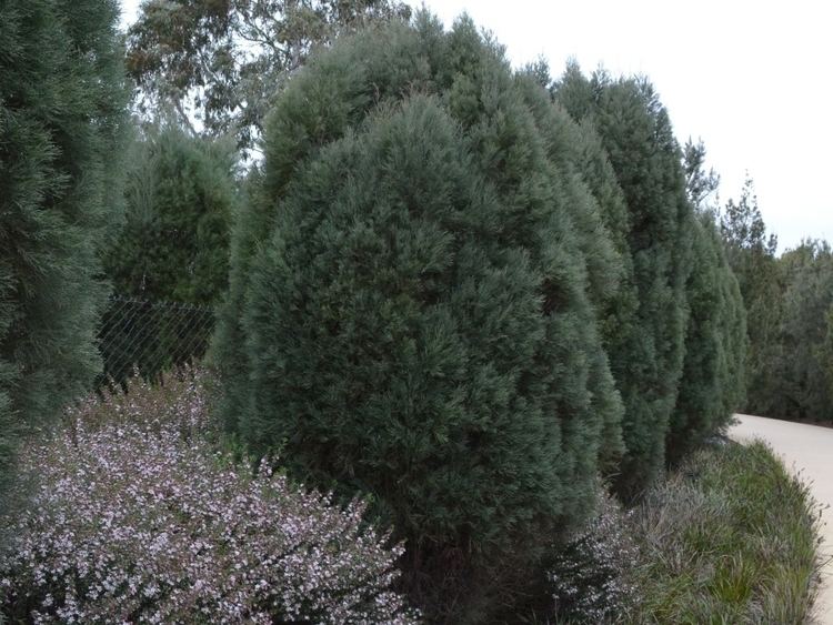 Callitris oblonga Callitris oblonga Pigmy Cypress Pine Gardening With Angus