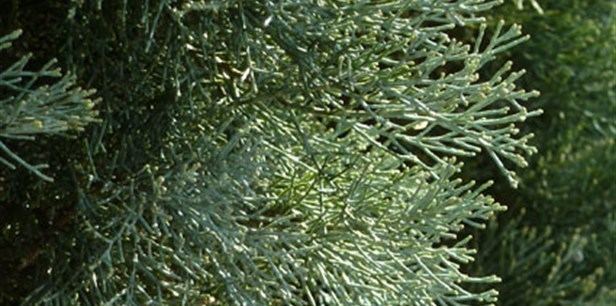 Callitris oblonga Pygmy Cypress Pine Plant Guide Lifestyle HOME