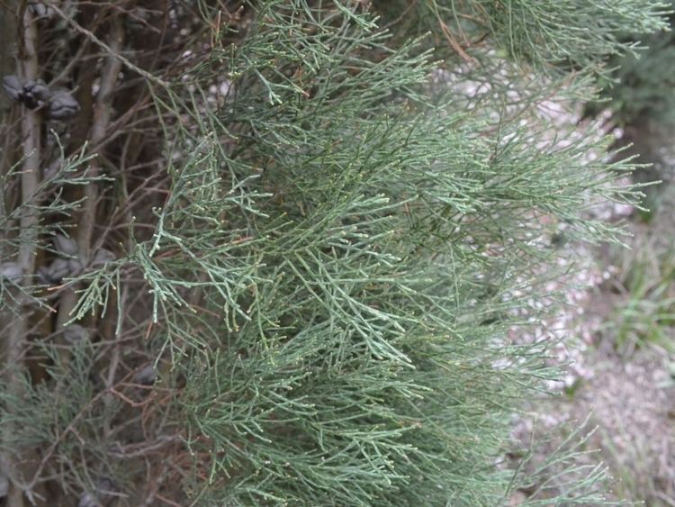 Callitris oblonga Callitris oblonga Pigmy Cypress Pine Gardening With Angus