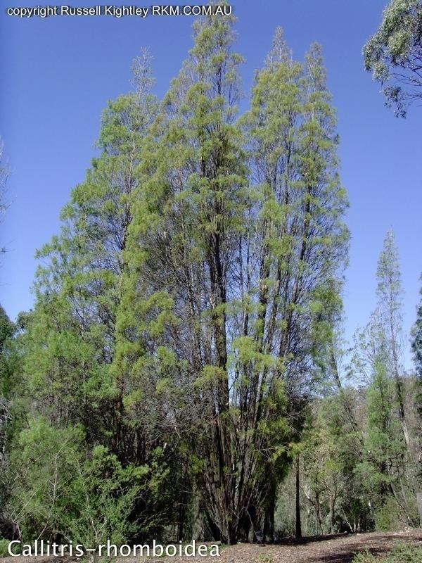 Callitris rhomboidea Photographs of Australian Native Plants Trees Callitris rhomboidea