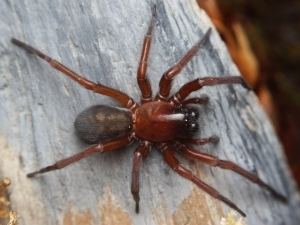 Female Callobius severus on a wood