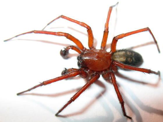 Male Callobius severus on a white surface