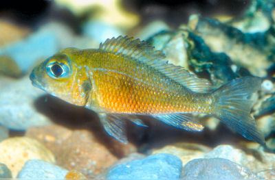 Callochromis Callochromis Macrops LargeEyed Mouthbrooder Macrops Red Cichlid Guide