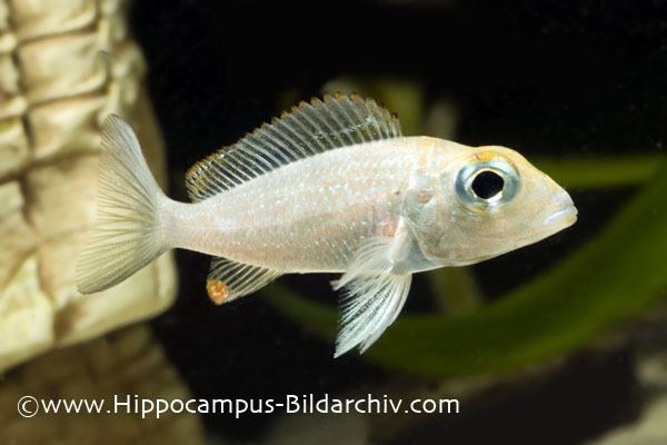 Callochromis Callochromis macrops Bigeyed Mouthbrooder Seriously Fish