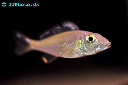 Callochromis pleurospilus - Alchetron, the free social encyclopedia