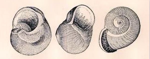 Callomphala globosa